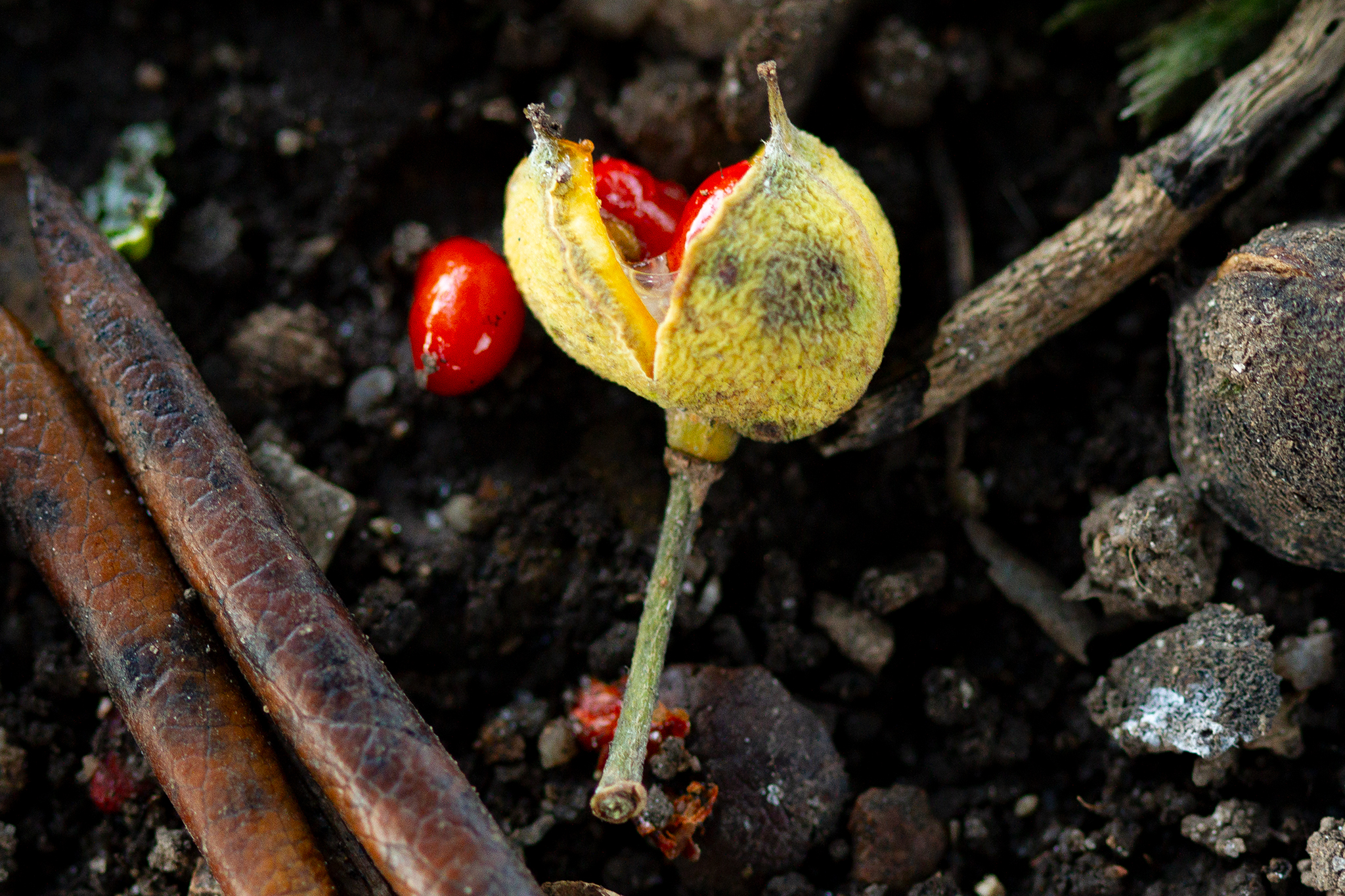 Macro 1