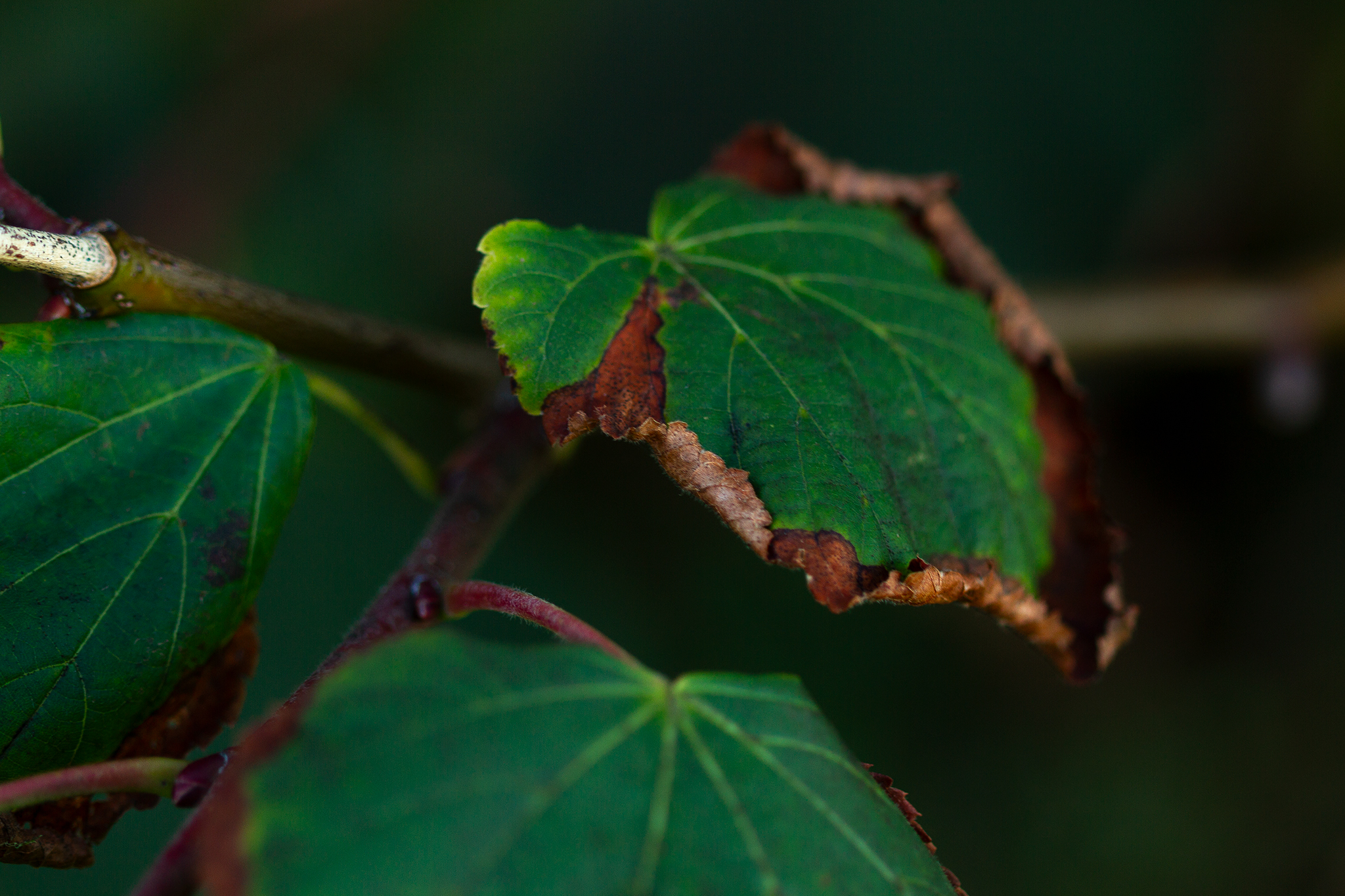 Naturaleza 1